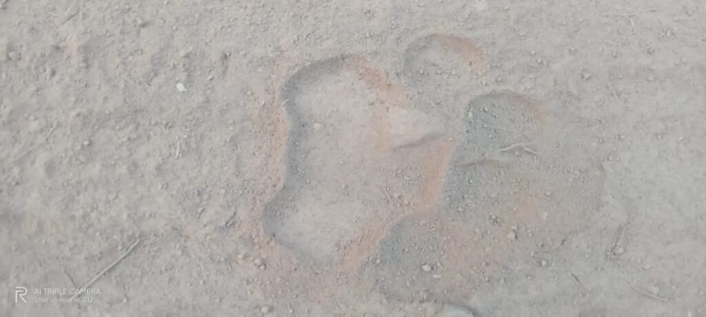 बोड़ाम के चिमटी में मिले पंजे के निशान, कोंकाधासा के रास्ते दलमा पहुंचा बाघ